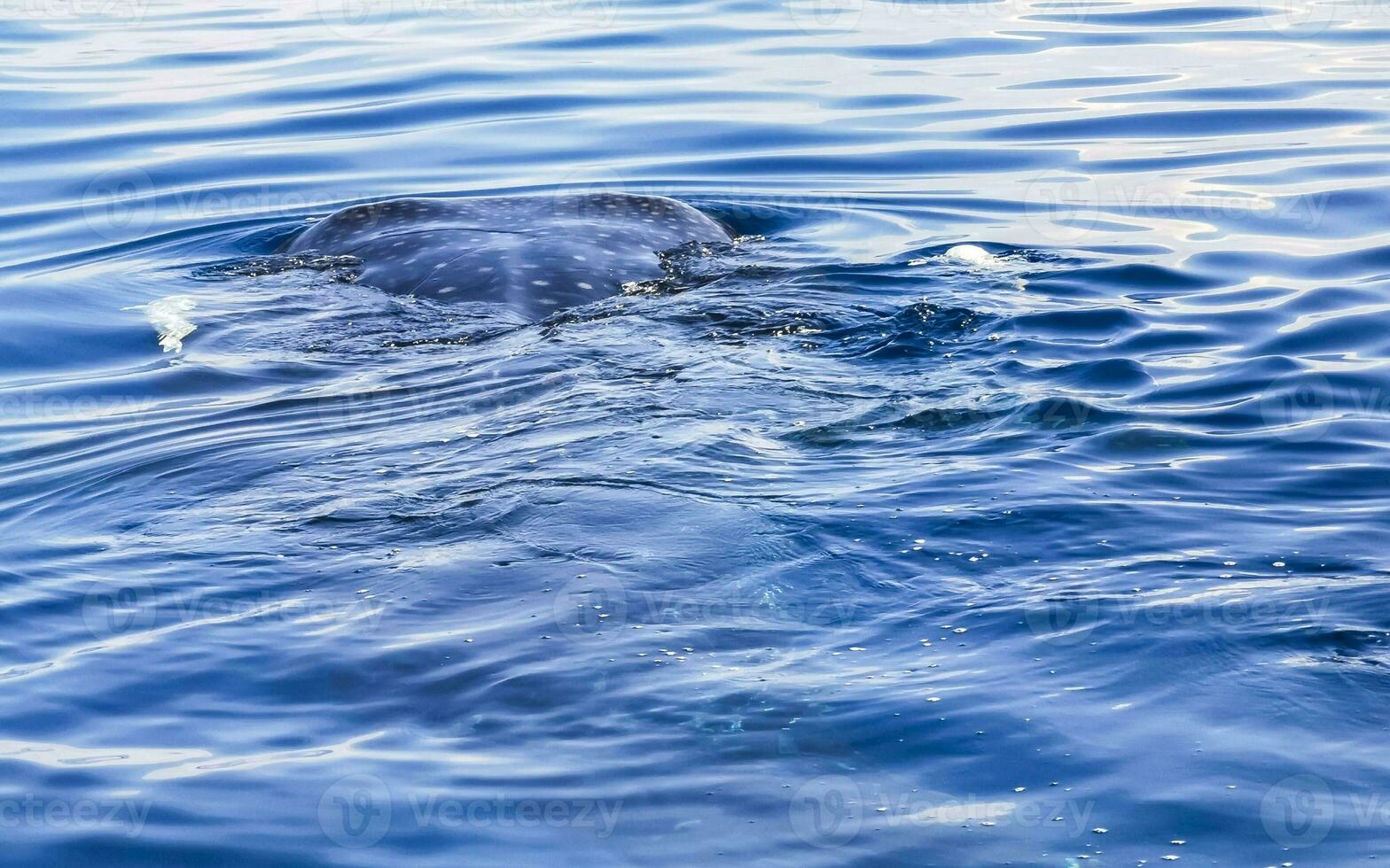 Huge whale shark swims on the water surface Cancun Mexico. photo