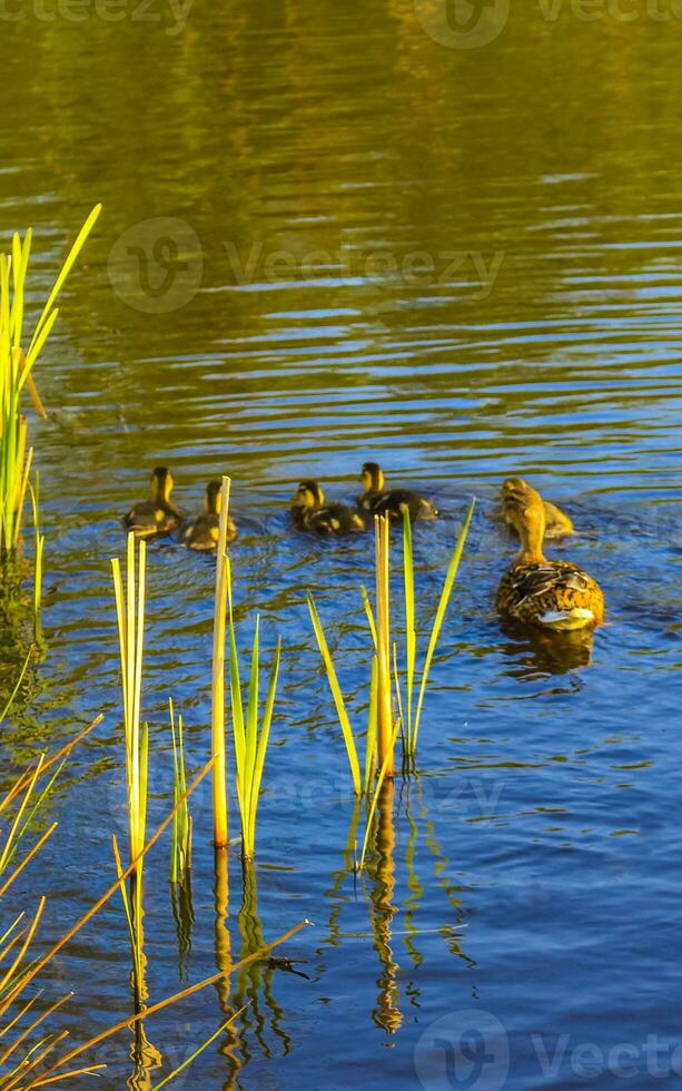 Mother duck swimming with her babies children in lake pond. photo