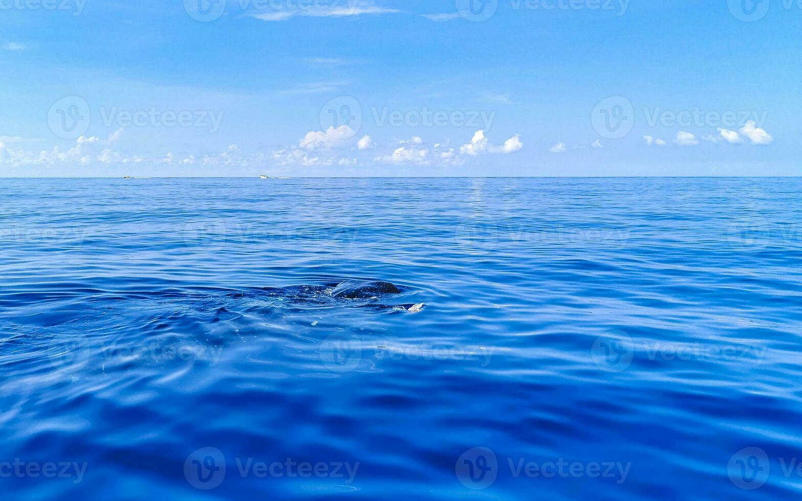 Huge whale shark swims on the water surface Cancun Mexico. photo