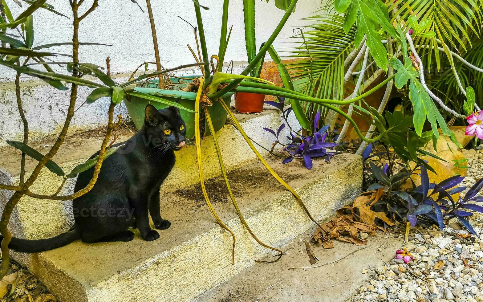 Cute stray cat living outside in free nature. photo