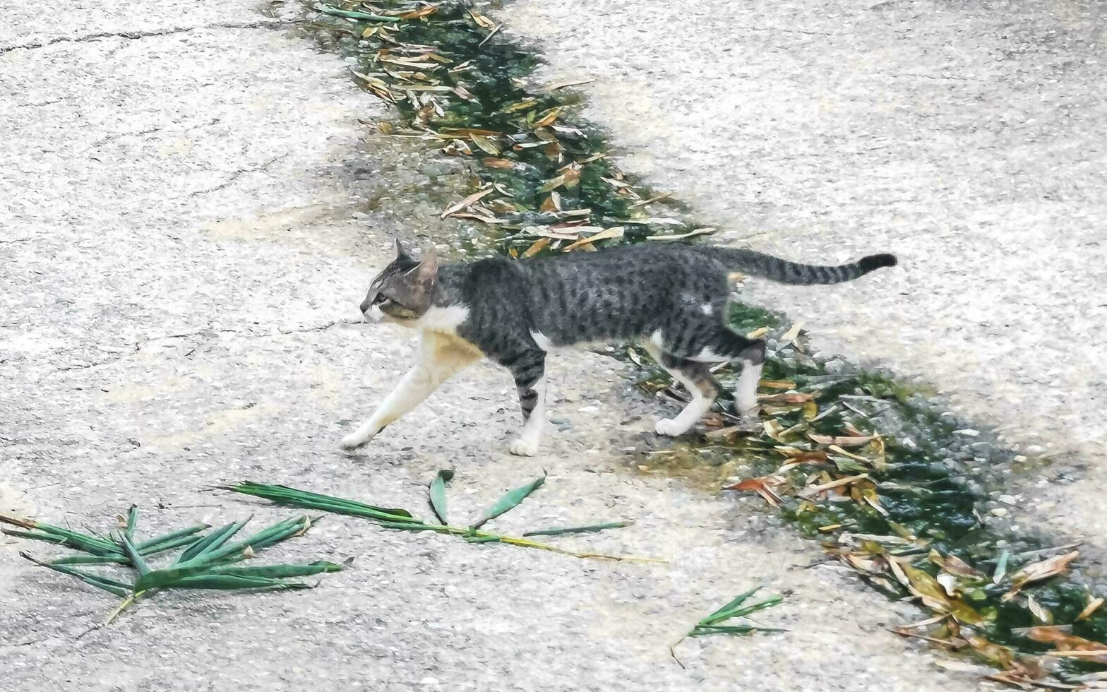 Cute stray cat living outside in free nature. photo