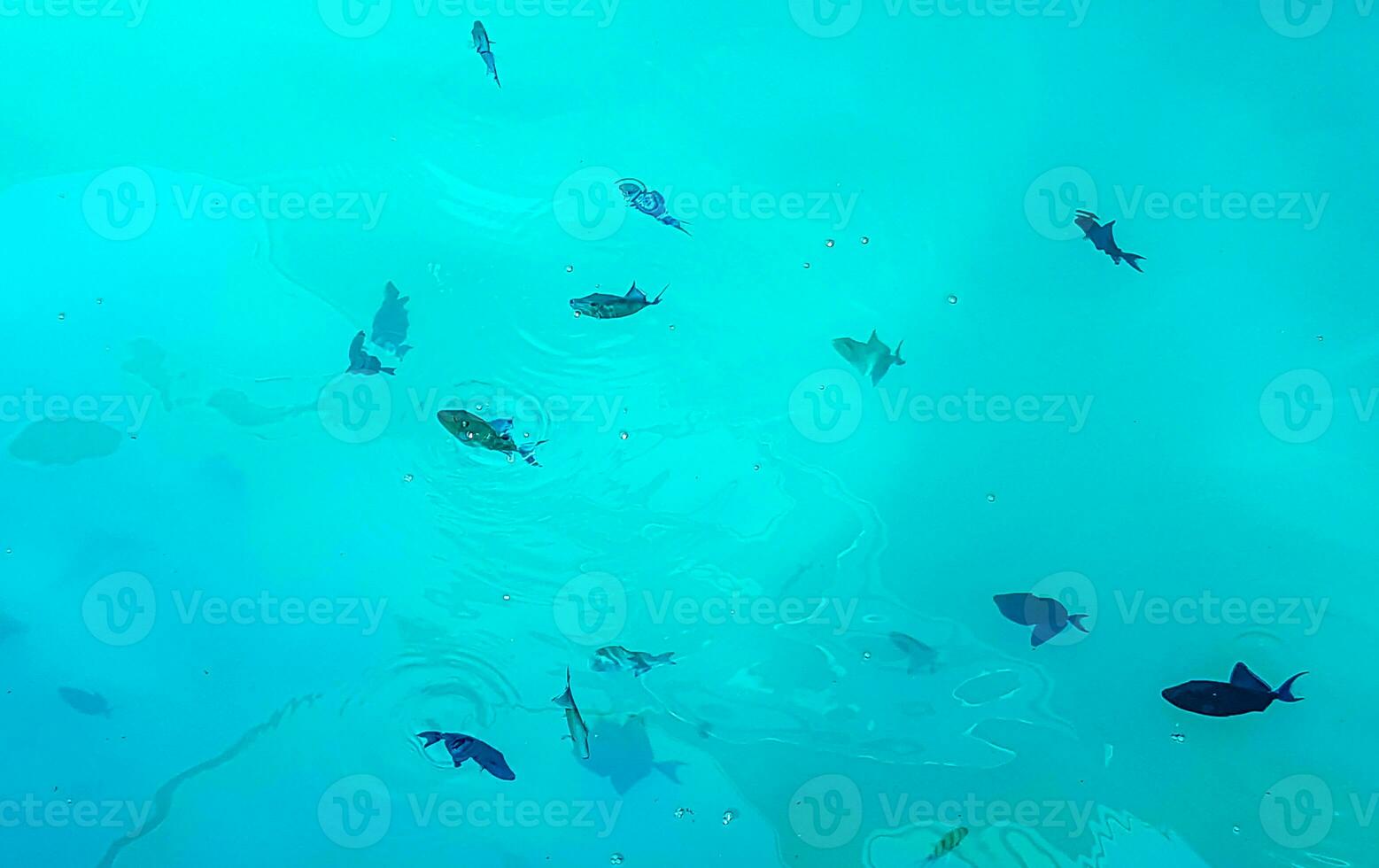 Snorkeling underwater views fish Corals turquoise water Rasdhoo island Maldives. photo