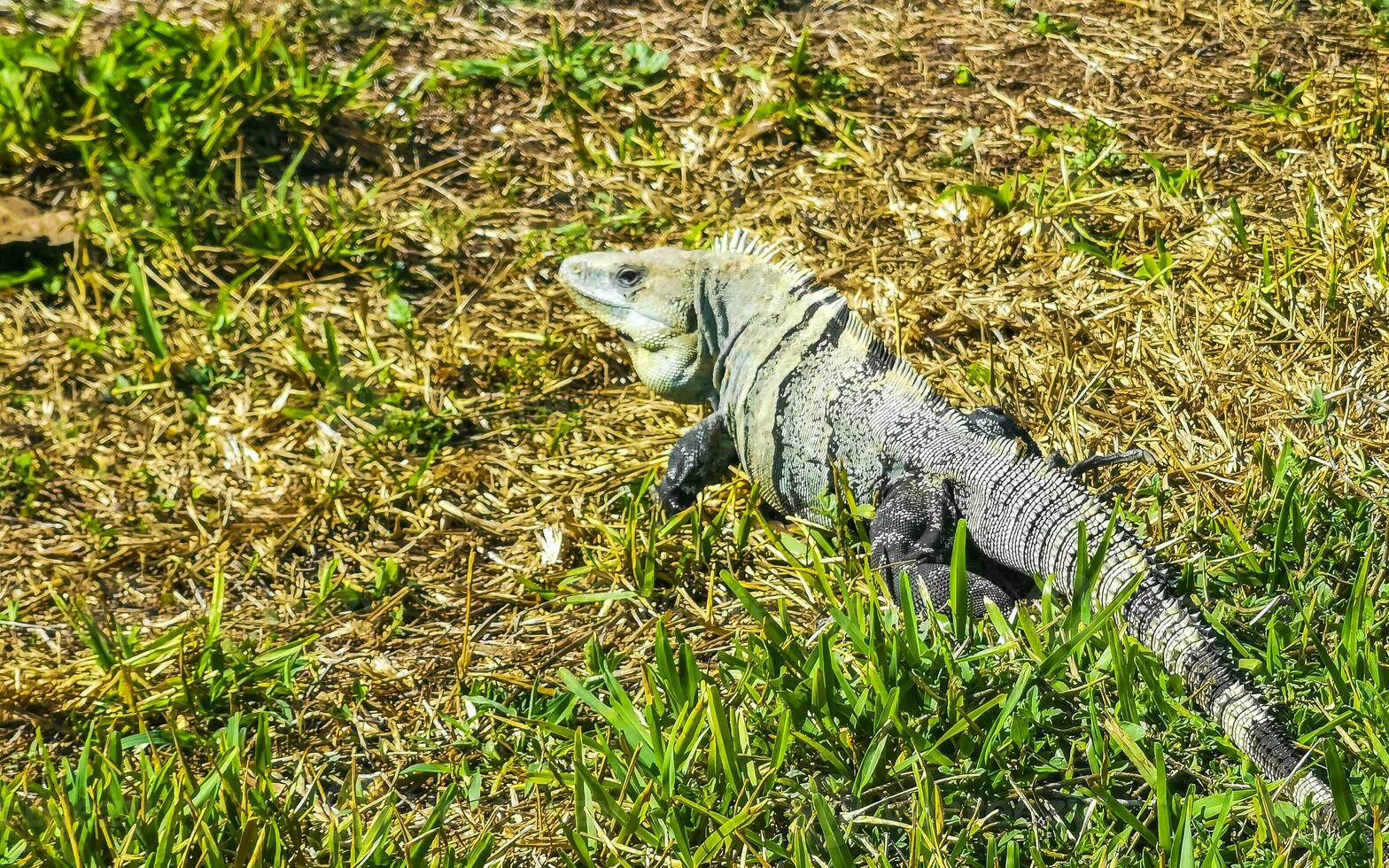 Iguana on grass Tulum ruins Mayan site temple pyramids Mexico. photo