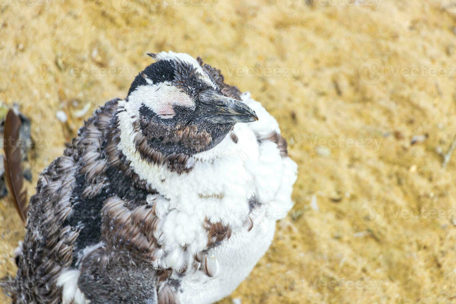 South african penguins colony of spectacled penguins penguin Cape Town. photo