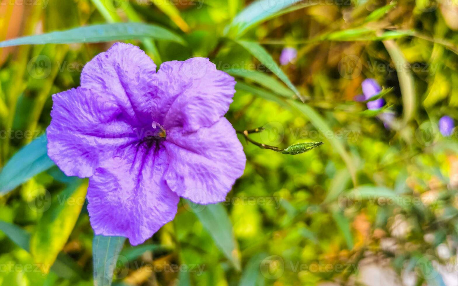 Purple pink flower Brittons Wild Petunia Mexican Bluebell Petunia Mexico. photo