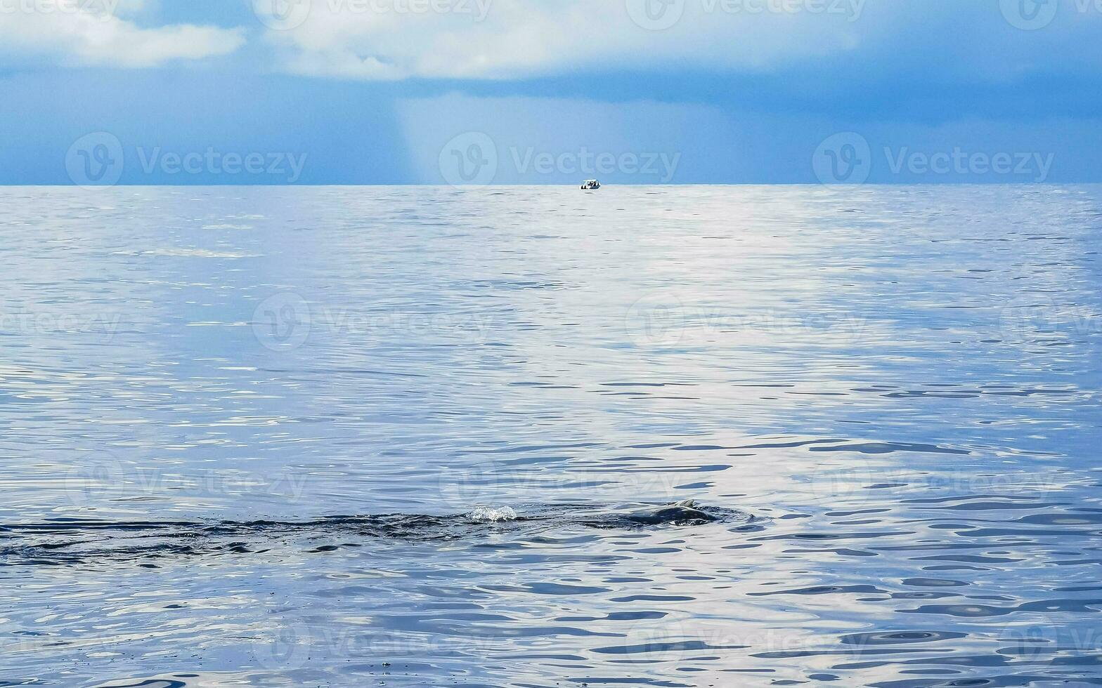 Huge whale shark swims on the water surface Cancun Mexico. photo