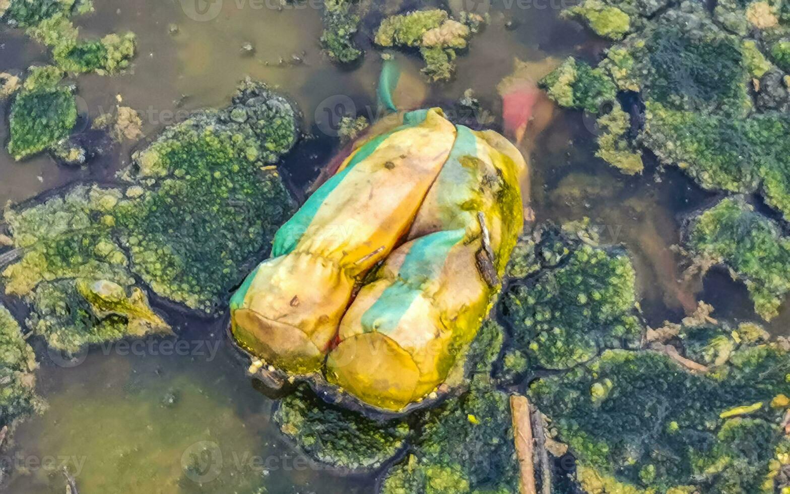 Dirty green polluted and garbage river in Puerto Escondido Mexico. photo