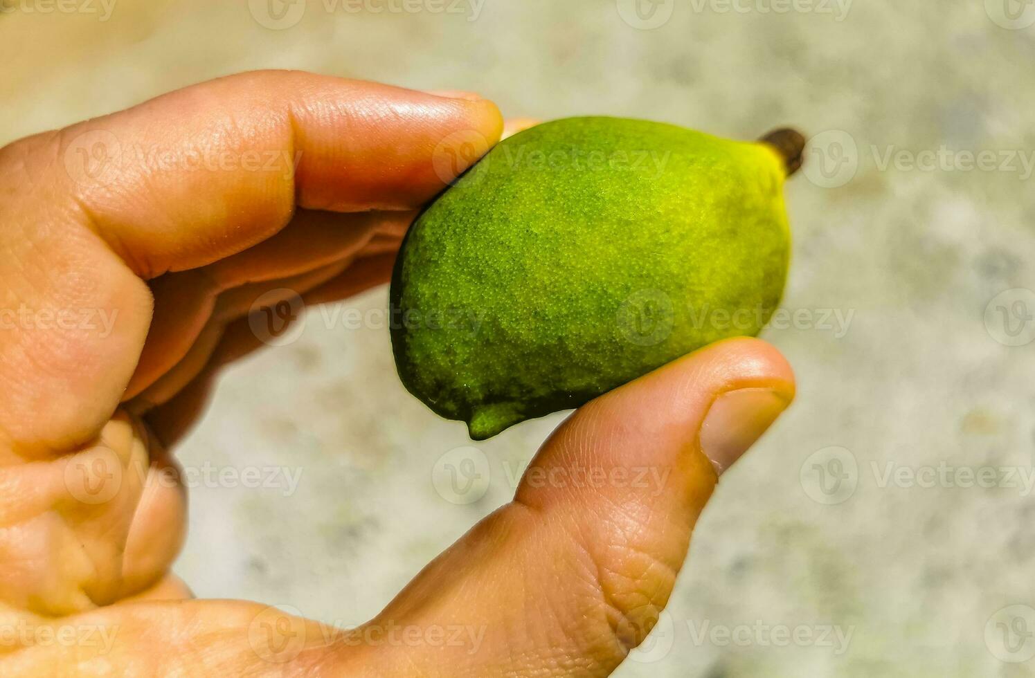 pequeño inmaduro mango en mano de un mango árbol. foto