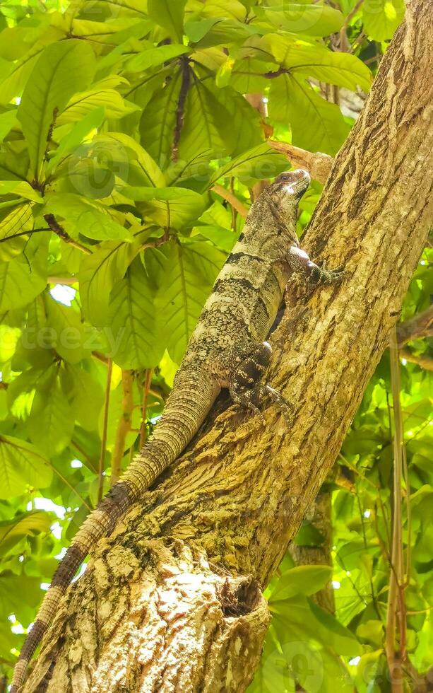 Iguana lying sitting on a branch of a tree Mexico. photo