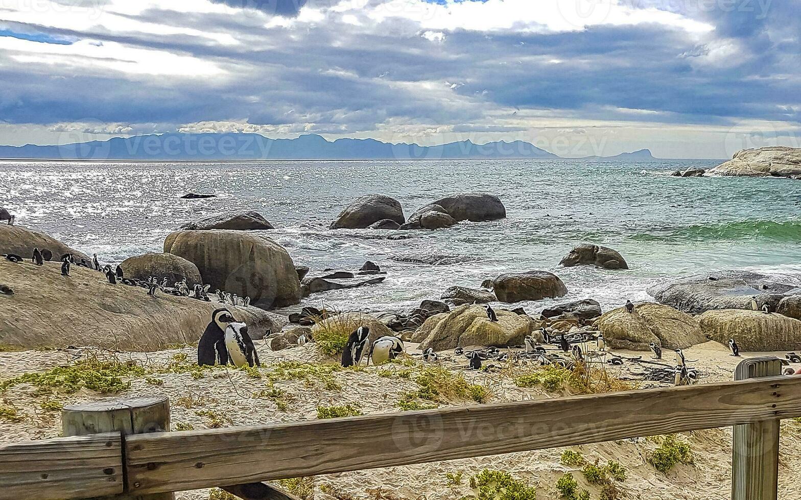 South african penguins colony of spectacled penguins penguin Cape Town. photo