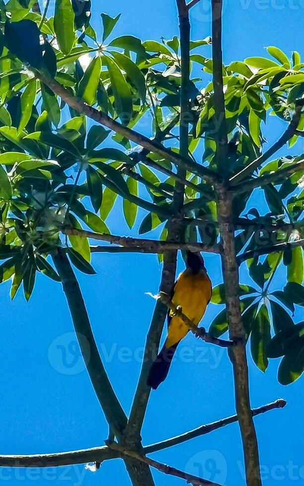 Tropical Caribbean yellow orange birds parrots exotic nature beach Mexico. photo