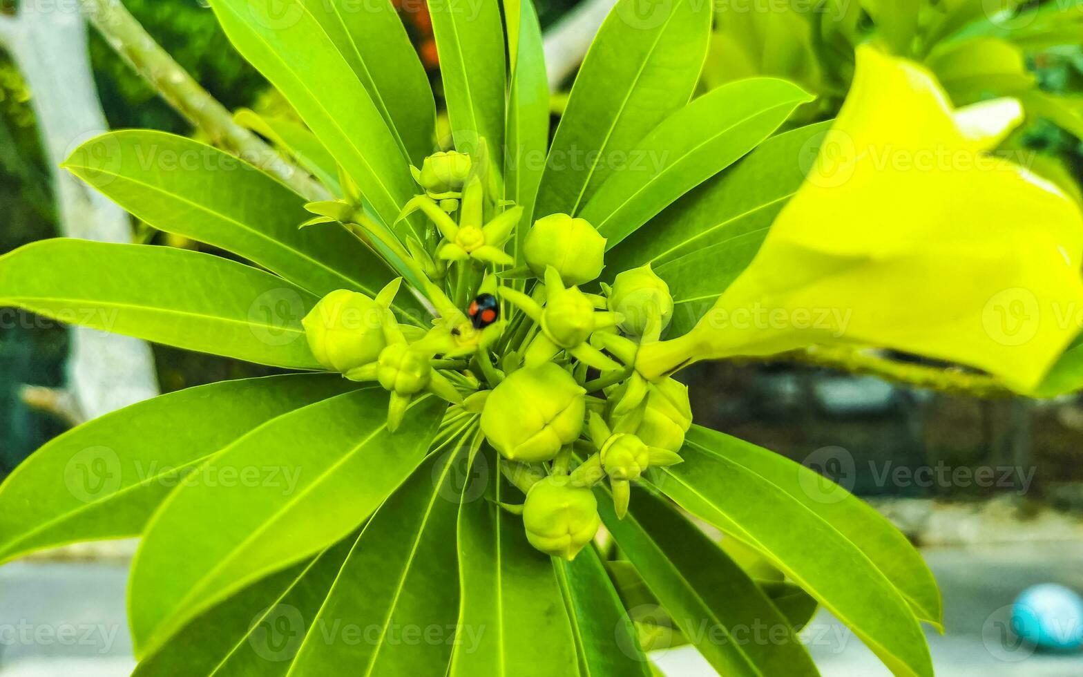Yellow Oleander flower on tree with ladybug in Mexico. photo
