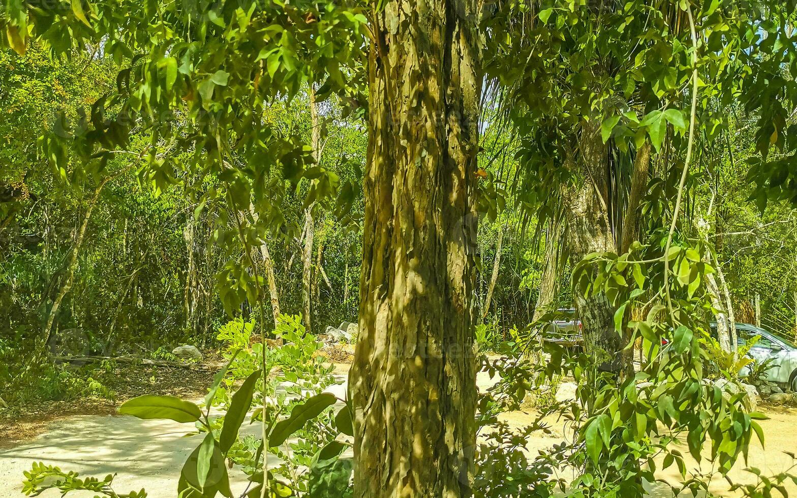 Tropical jungle and nature with trees branches plants flowers Mexico. photo
