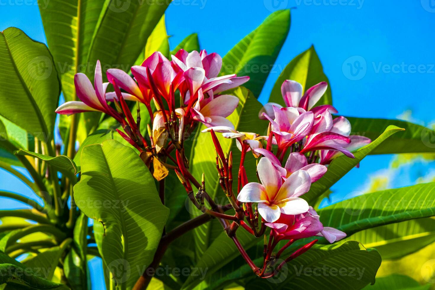 Plumeria tree bush with pink and yellow flowers in Mexico. photo