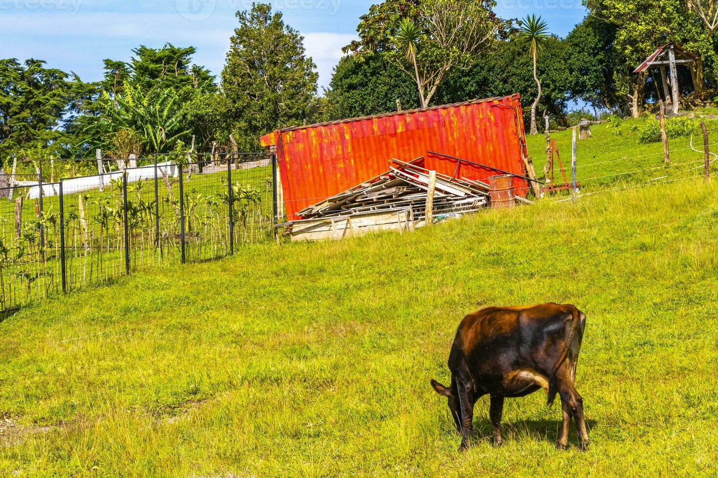 vacas pasto en pasto en el montañas bosques costa rico foto