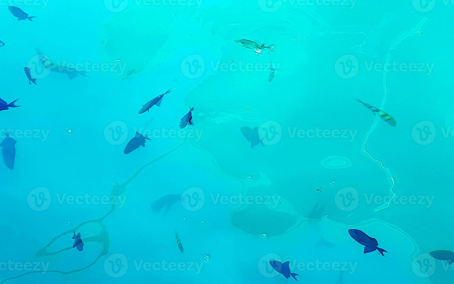 Snorkeling underwater views fish Corals turquoise water Rasdhoo island Maldives. photo