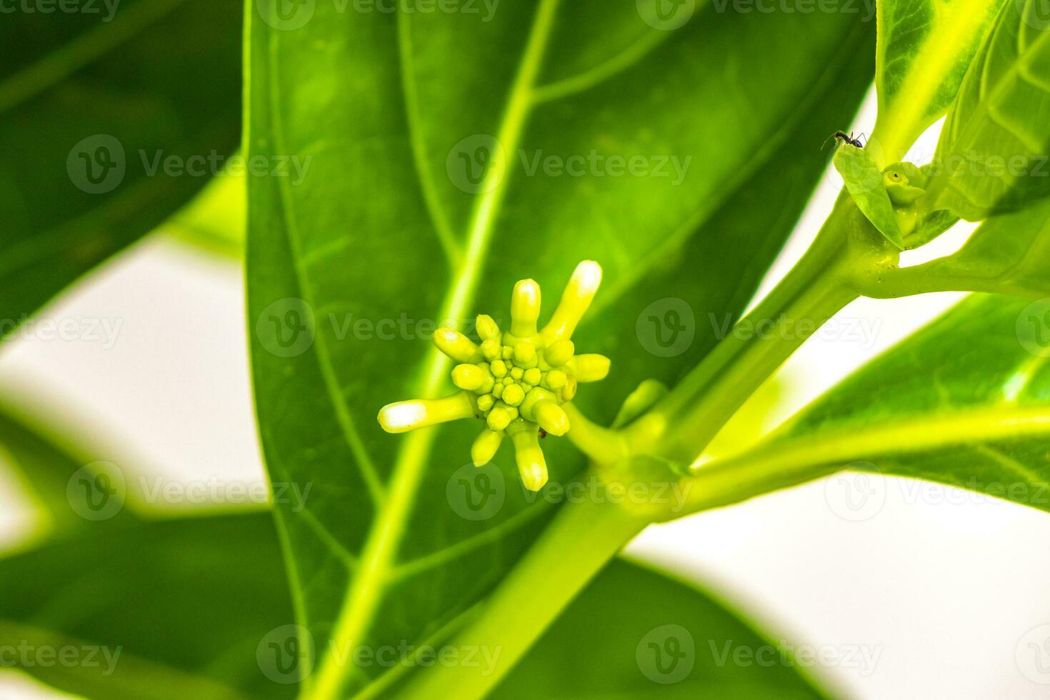 Noni fruit Morinda citrifolia with flowers popular with ants Mexico. photo