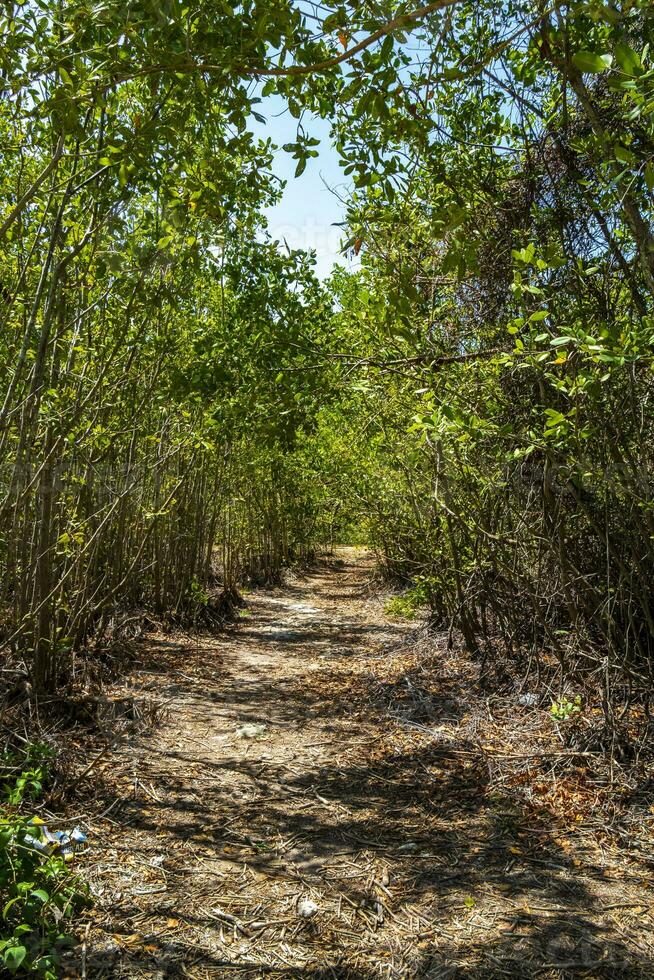 Tropical forest jungle nature Caribbean exotic palm trees plants Mexico. photo