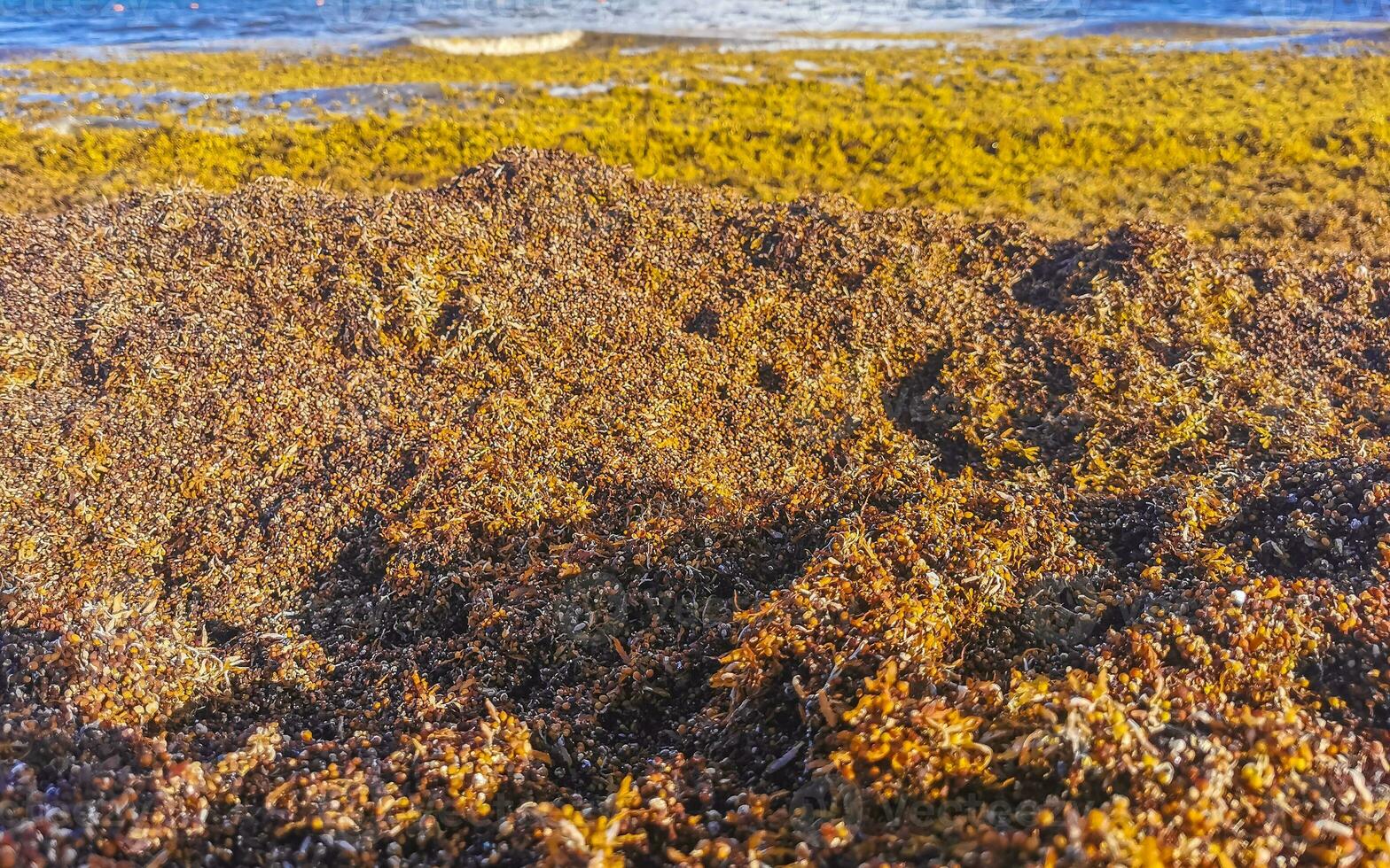 Beautiful Caribbean beach totally filthy dirty nasty seaweed problem Mexico. photo