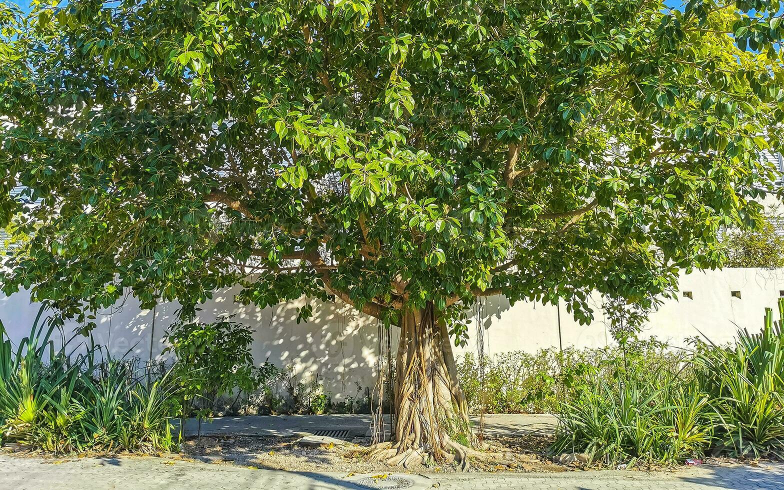 in Playa del Carmen Mexico. photo
