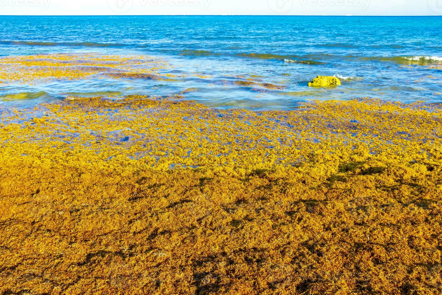 hermosa playa caribeña totalmente sucia sucio asqueroso problema de algas mexico. foto