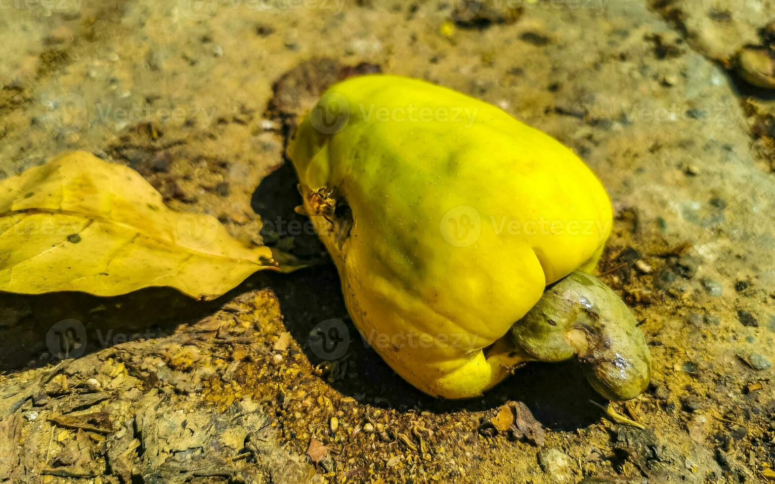 anacardo árbol anacardo occidentale con maduro frutas nueces en México. foto