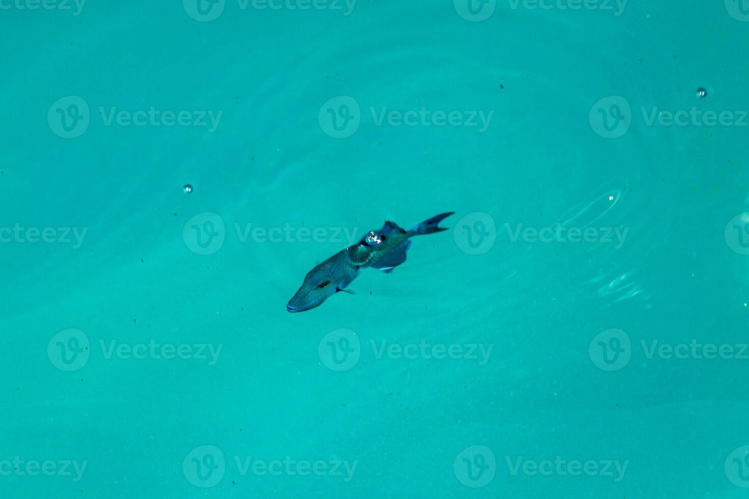 Snorkeling underwater views fish Corals turquoise water Rasdhoo island Maldives. photo