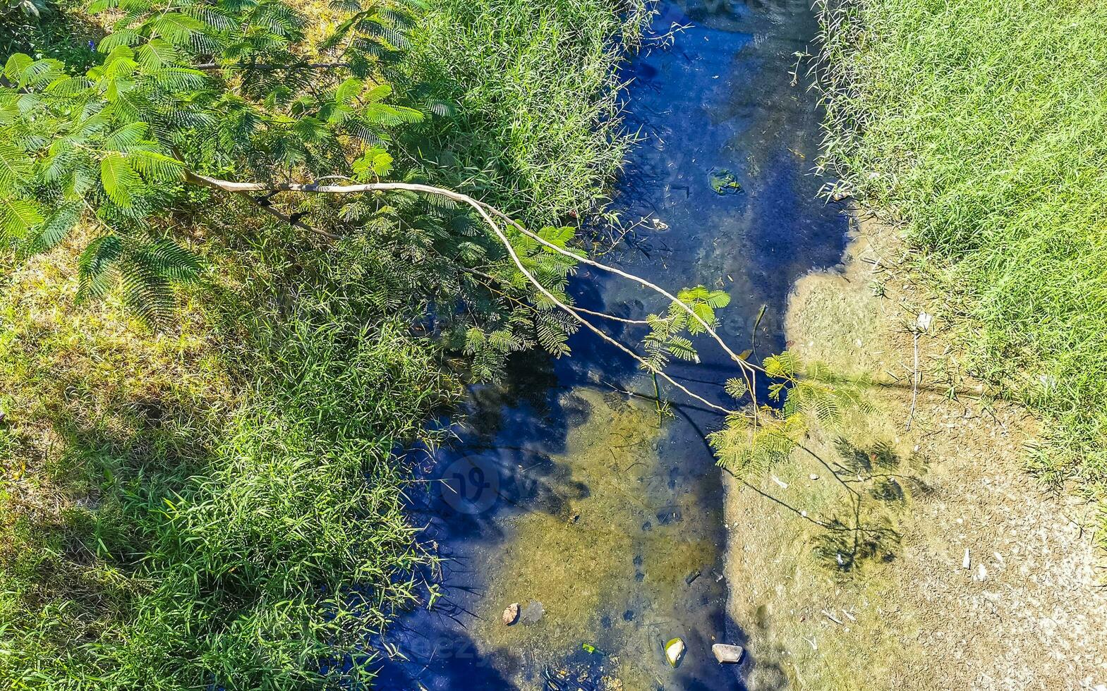 Green beautiful tropical river Freshwater Lagoon in Puerto Escondido Mexico. photo