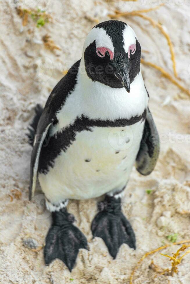 South african penguins colony of spectacled penguins penguin Cape Town. photo