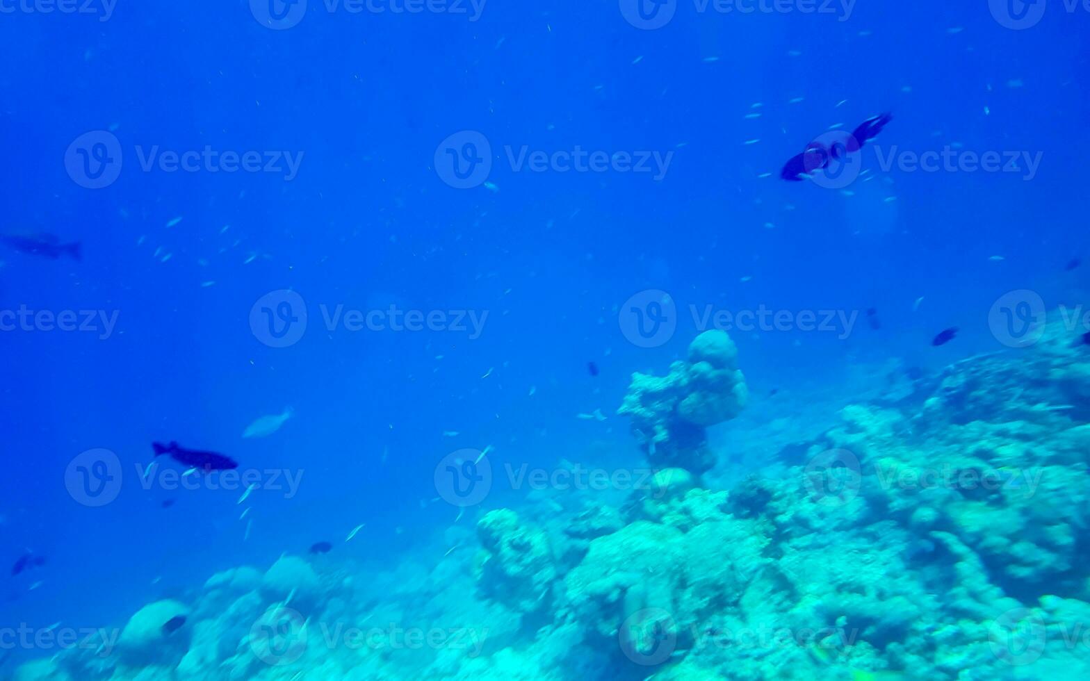 Snorkeling underwater views fish Corals turquoise water Rasdhoo island Maldives. photo