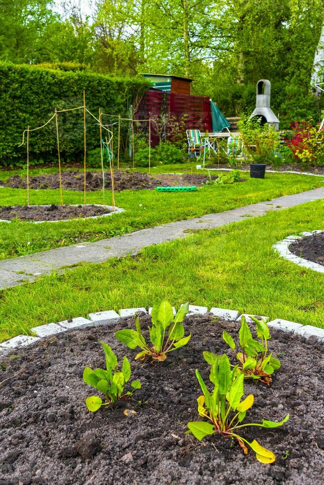 Garden with round beds soil young sprouts plants in Germany. photo