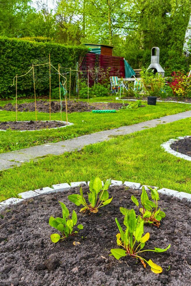 jardín con redondo camas suelo joven coles plantas en Alemania. foto