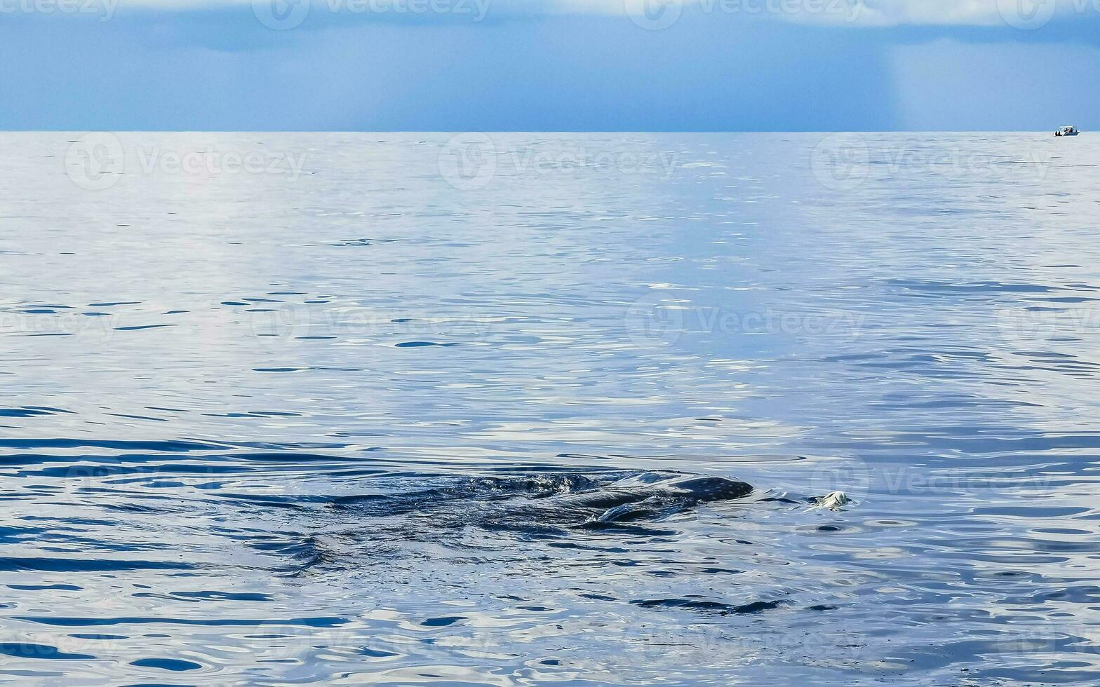 Huge whale shark swims on the water surface Cancun Mexico. photo