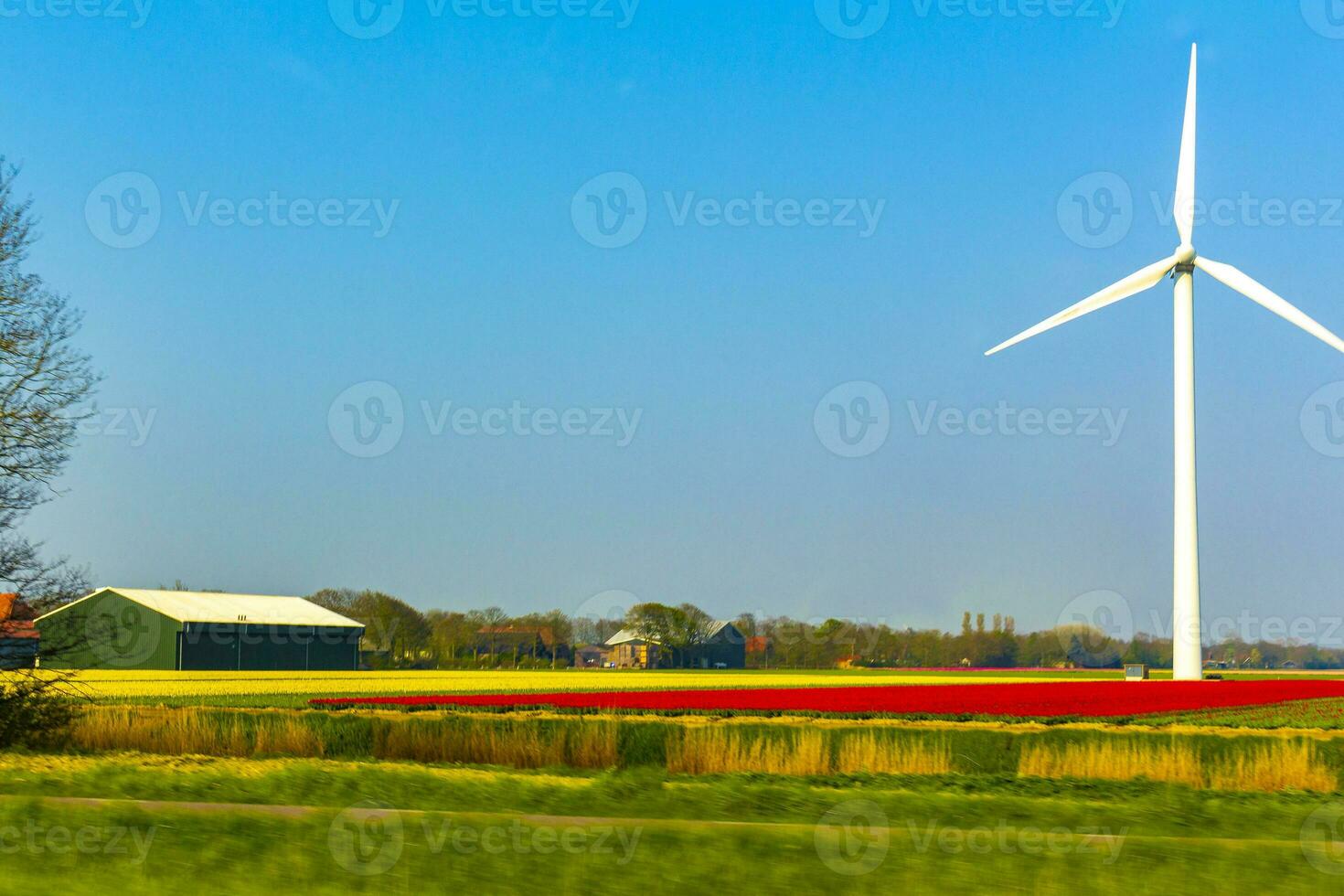 Passing the colorful red yellow green tulip fields Holland Netherlands. photo