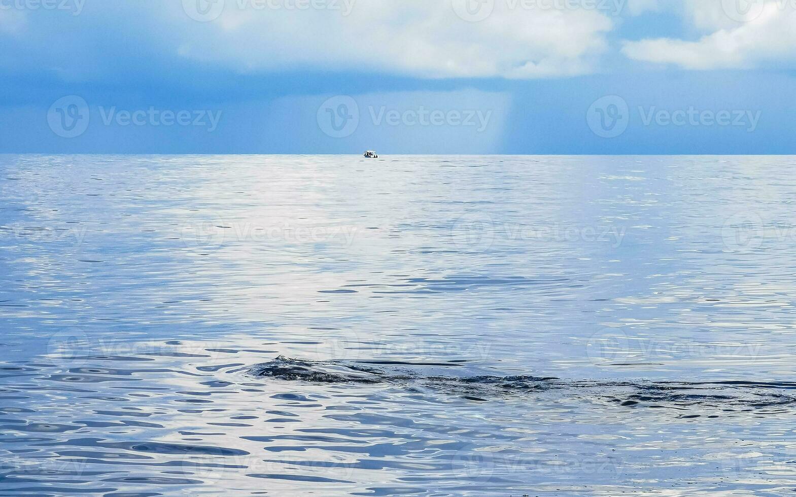 Huge whale shark swims on the water surface Cancun Mexico. photo