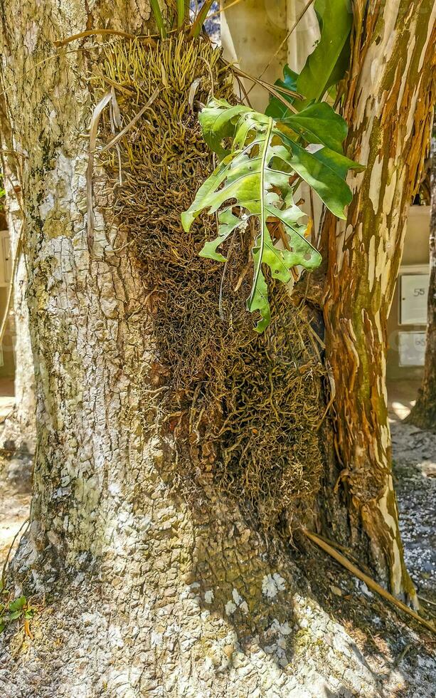 Tropical jungle and nature with trees branches plants flowers Mexico. photo