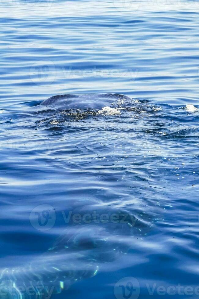 Huge whale shark swims on the water surface Cancun Mexico. photo