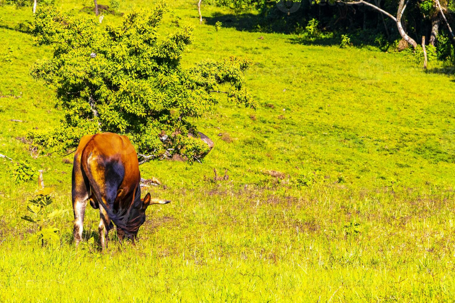Cows grazing on pasture in the mountains forests Costa Rica. photo