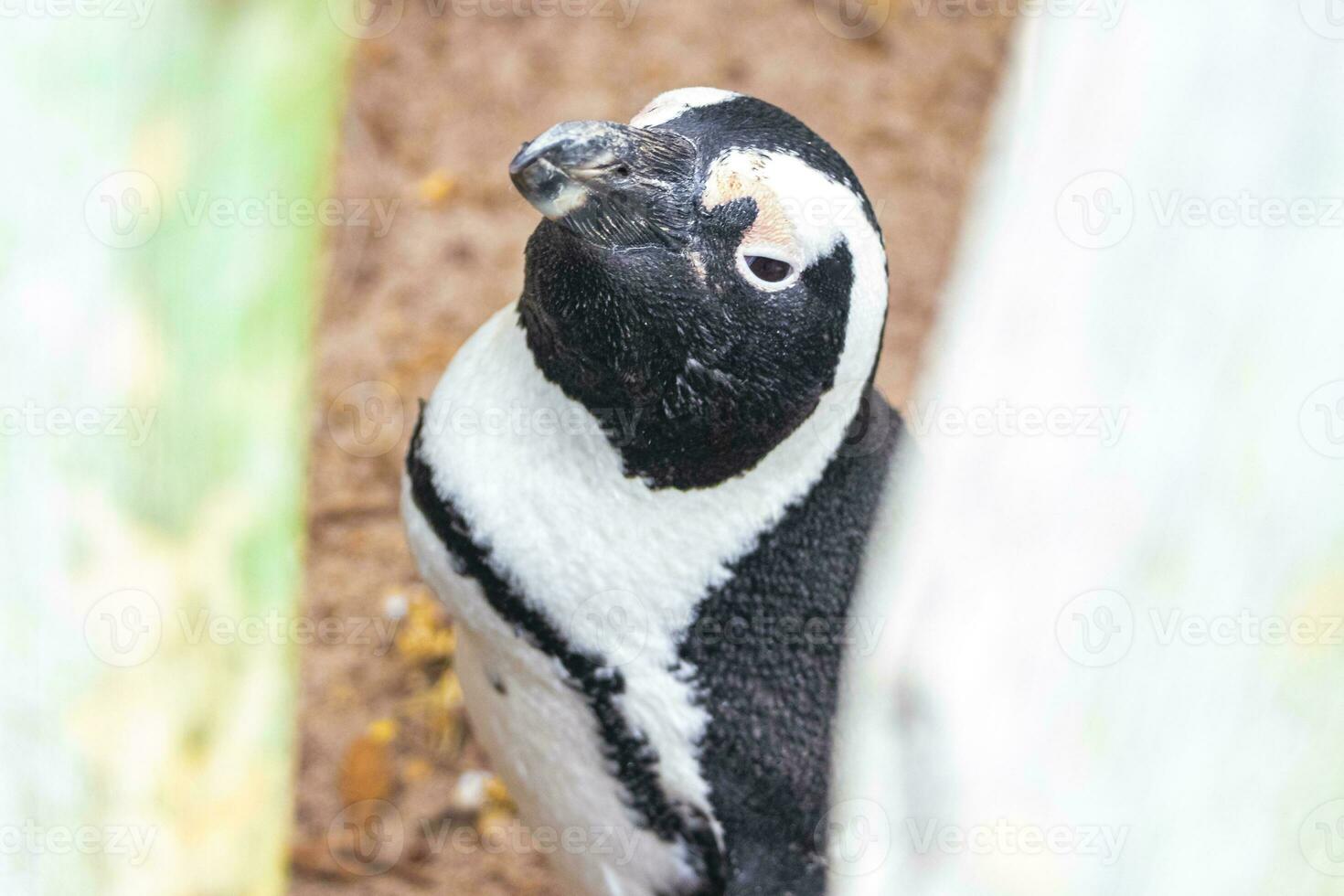 South african penguins colony of spectacled penguins penguin Cape Town. photo