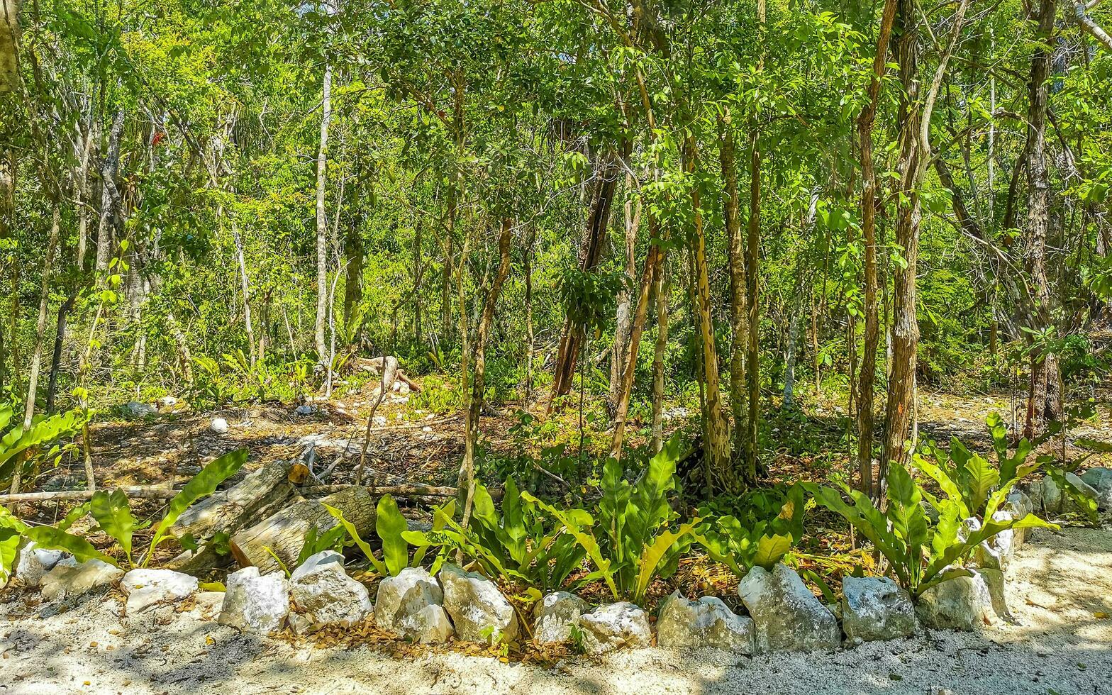 Tropical jungle and nature with trees branches plants flowers Mexico. photo