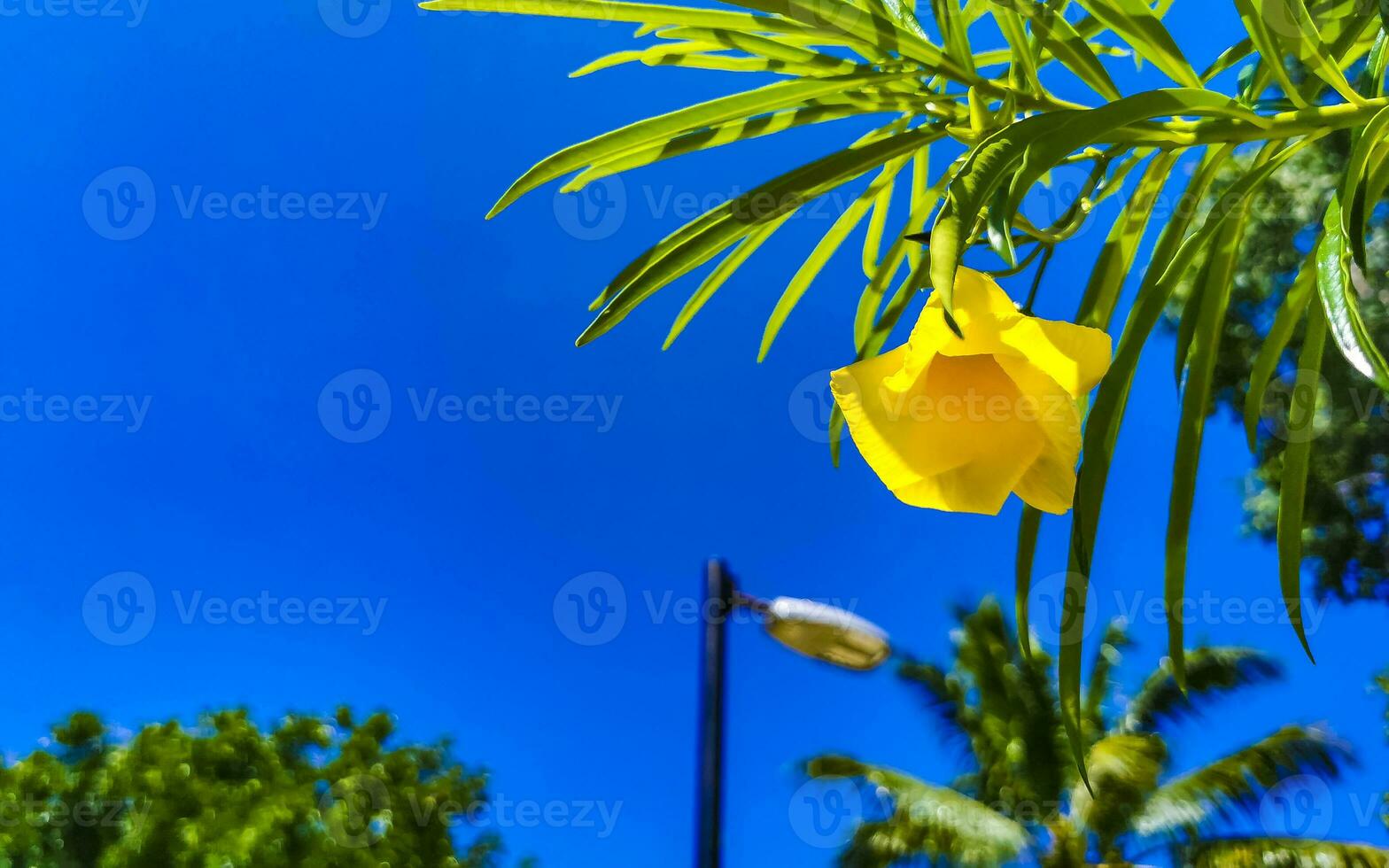 Yellow Oleander flower on tree with blue sky in Mexico. photo