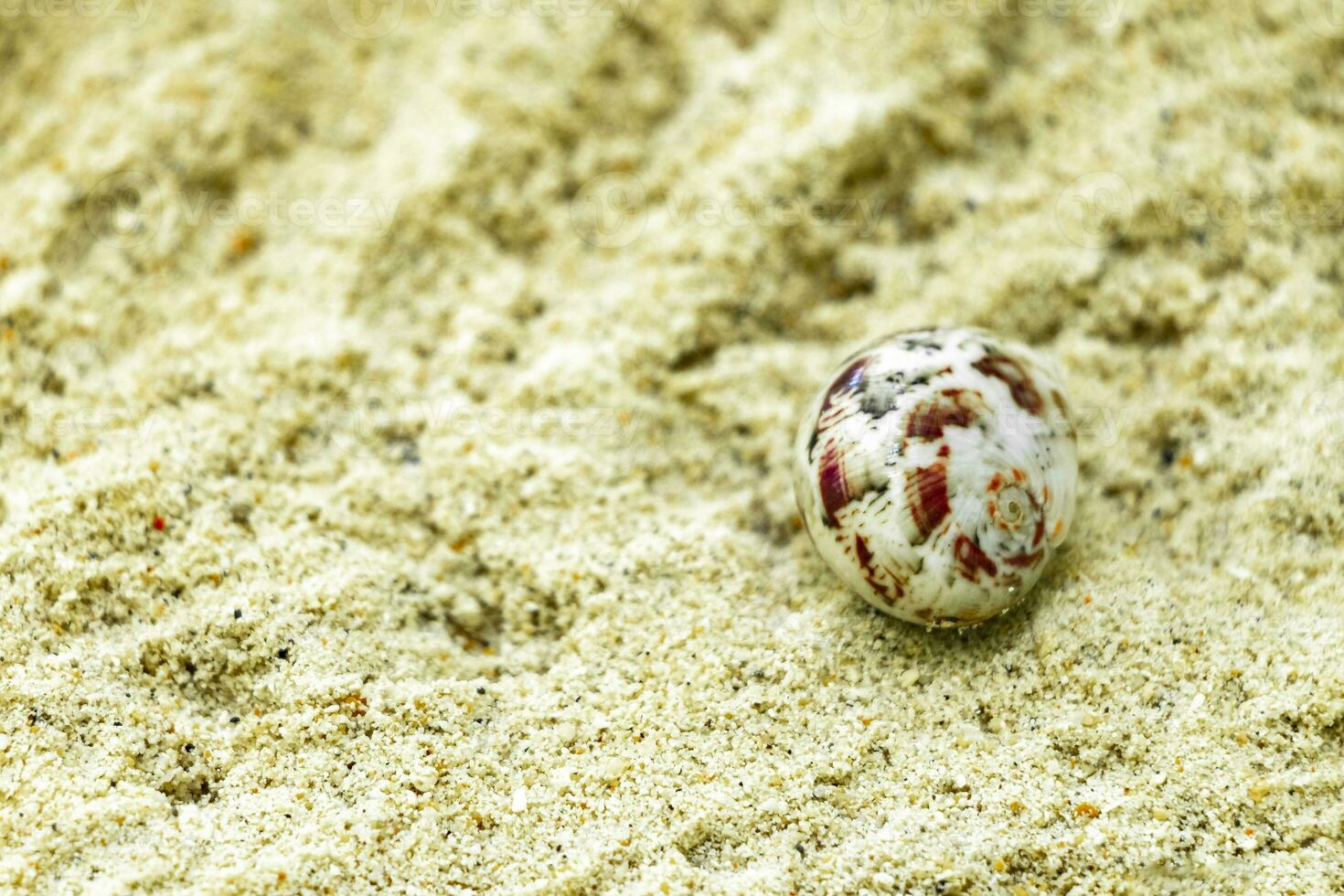 Hermit crab crabs crawling on beach sand Rasdhoo island Maldives. photo