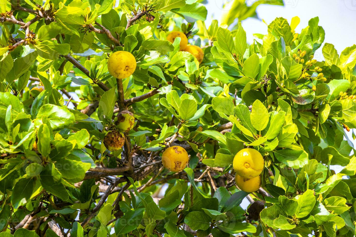 Kou Cordia subcordata flowering tree with orange flowers in Mexico. photo