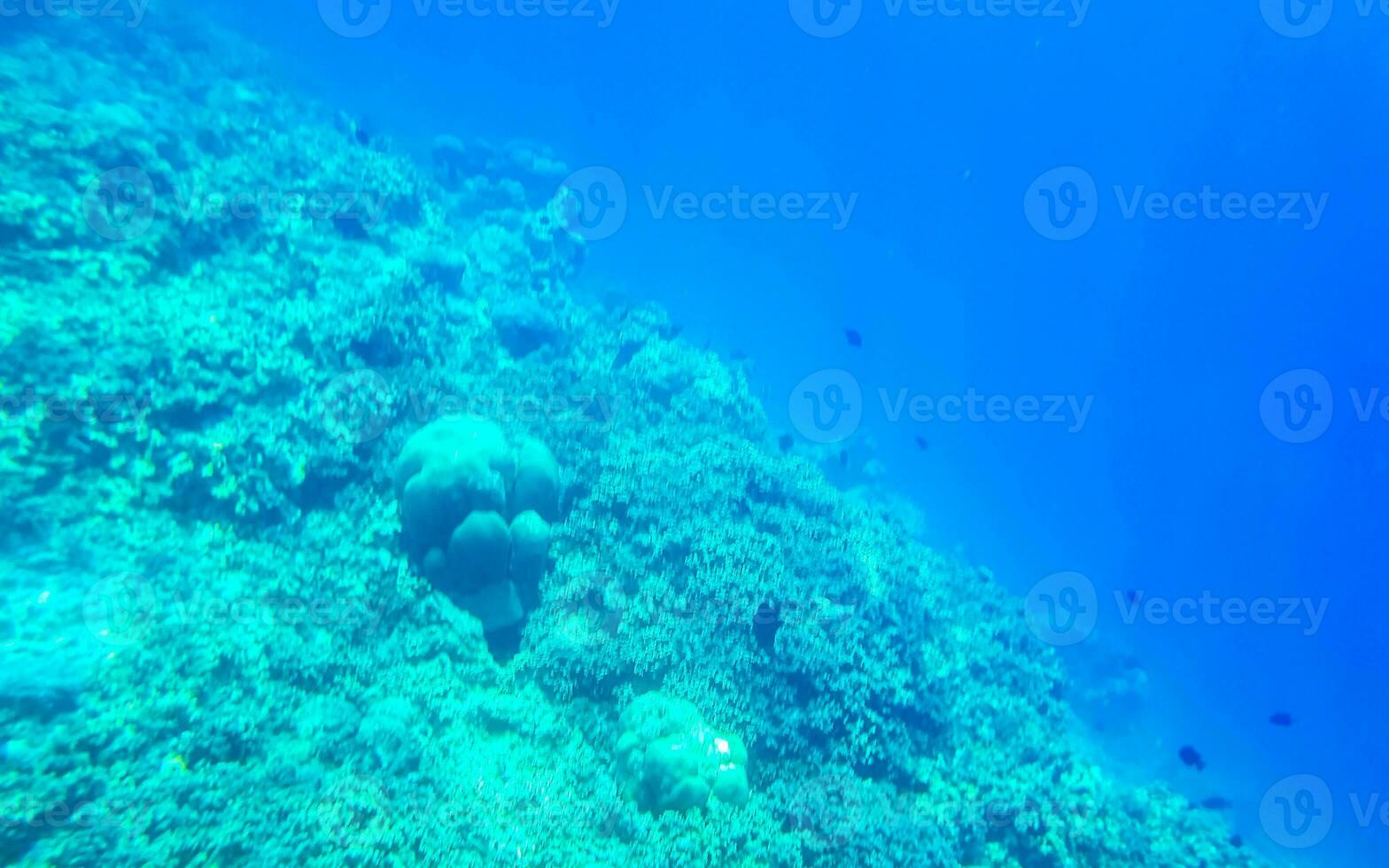Snorkeling underwater views fish Corals turquoise water Rasdhoo island Maldives. photo