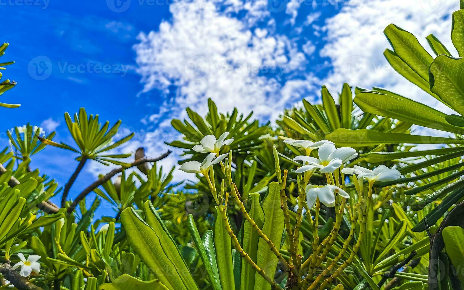 Plumeria tree bush with white and yellow flowers in Mexico. photo