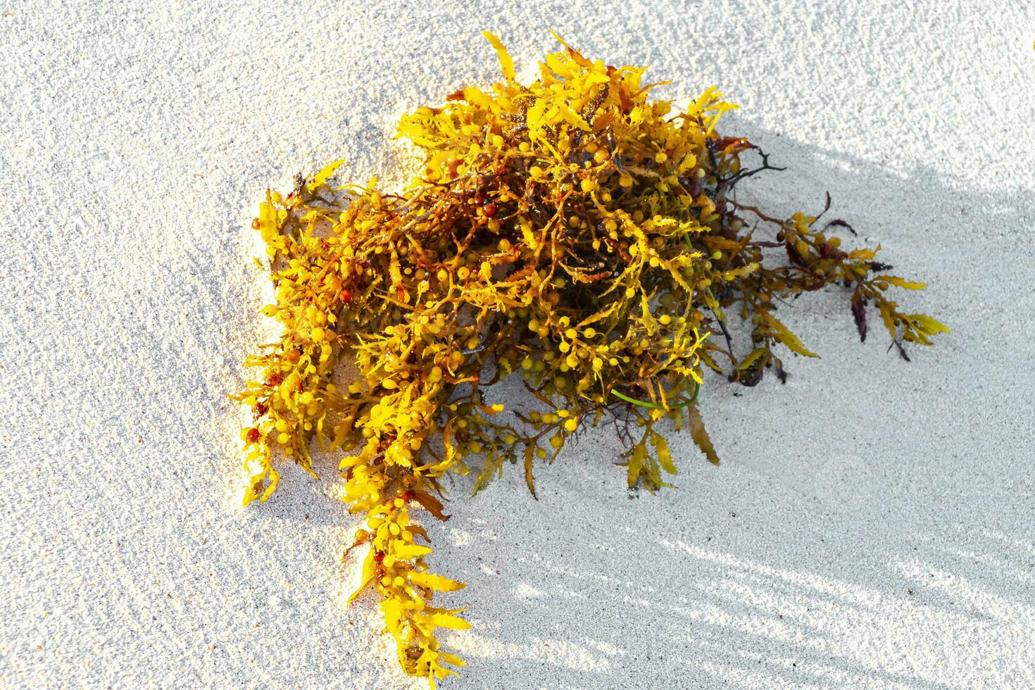 Fresh yellow sea weed sea grass sargazo on beach sand. photo