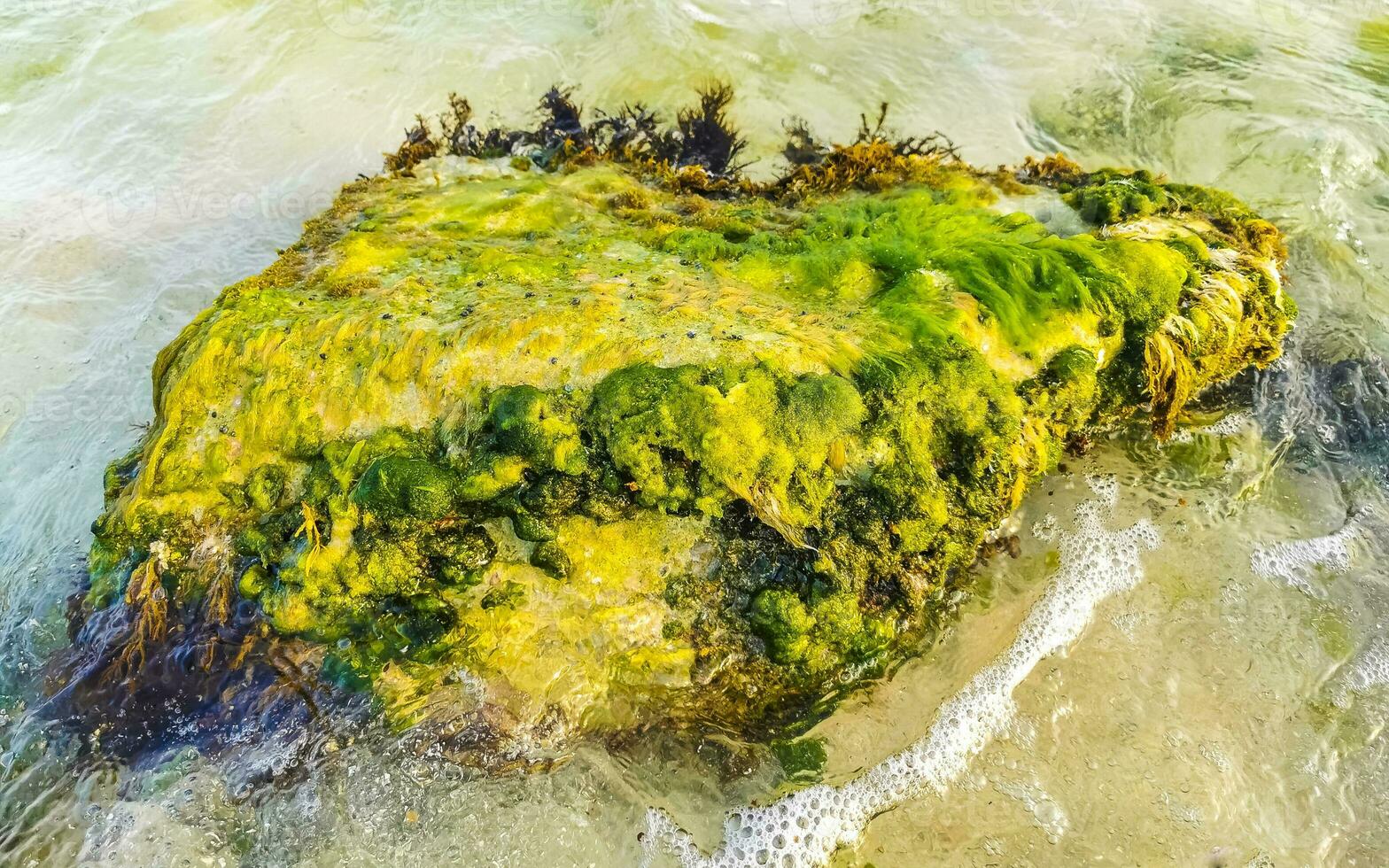 Stones rocks corals turquoise green blue water on beach Mexico. photo