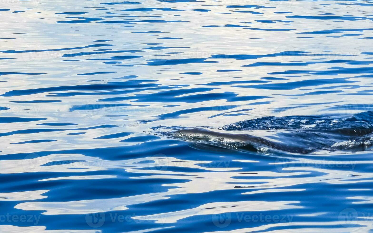 Huge whale shark swims on the water surface Cancun Mexico. photo
