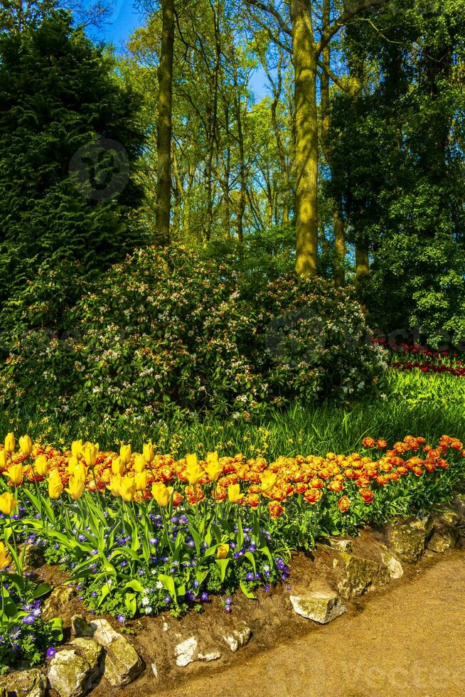 muchos coloridos tulipanes narcisos en el parque keukenhof lisse holanda países bajos. foto