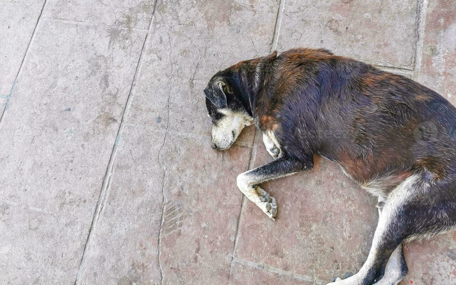 Stray dog sleeps and relaxes on the street in Mexico. photo